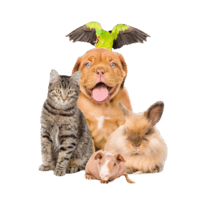 Pet Supplies